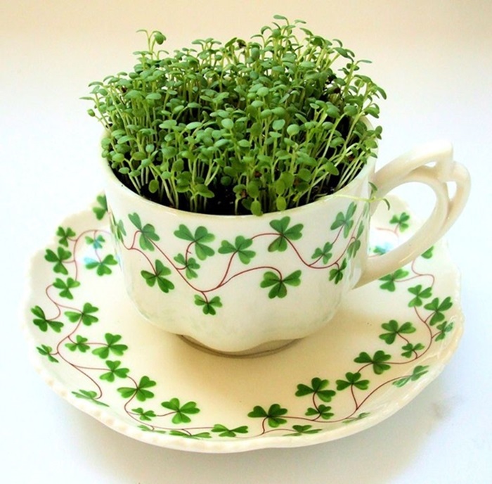 teacup-garden-ideas-1