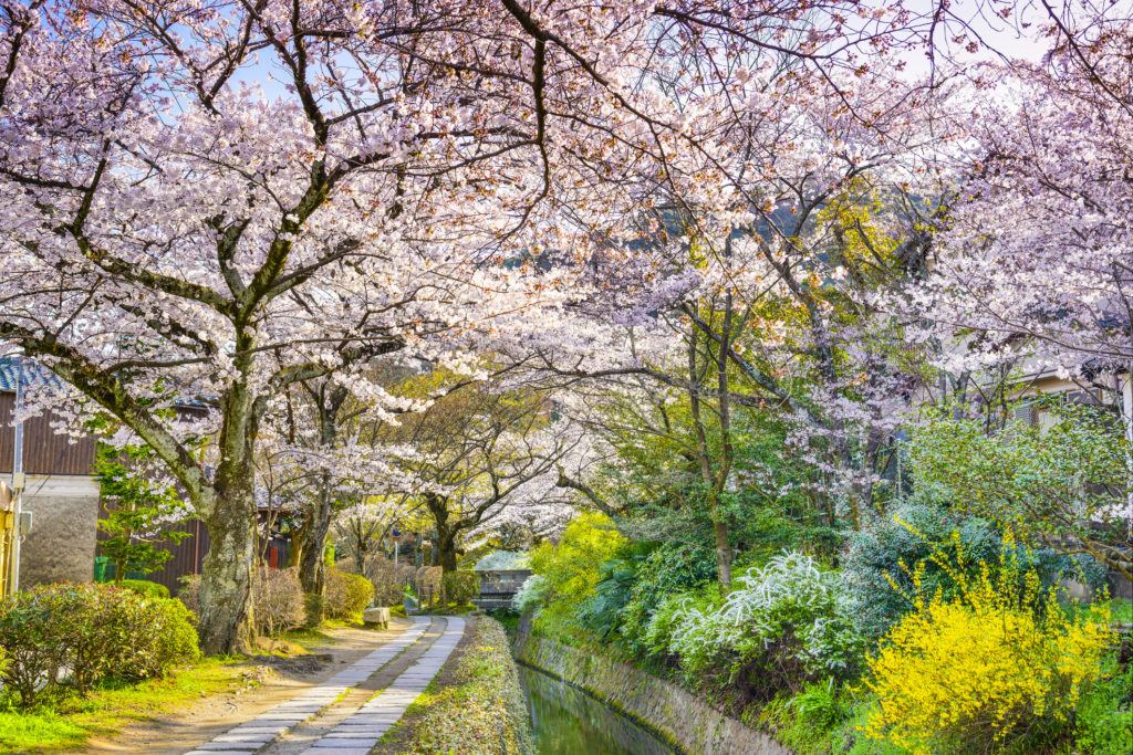 Kyoto, Japan at Philosopher's Way in the Springtime.