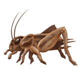 34-cricket