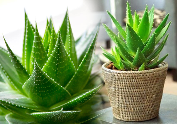 greenery condo decor (1)
