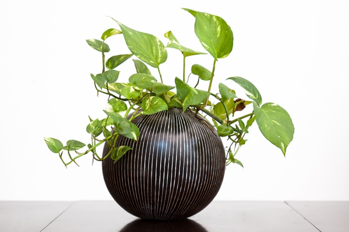 greenery condo decor (2)