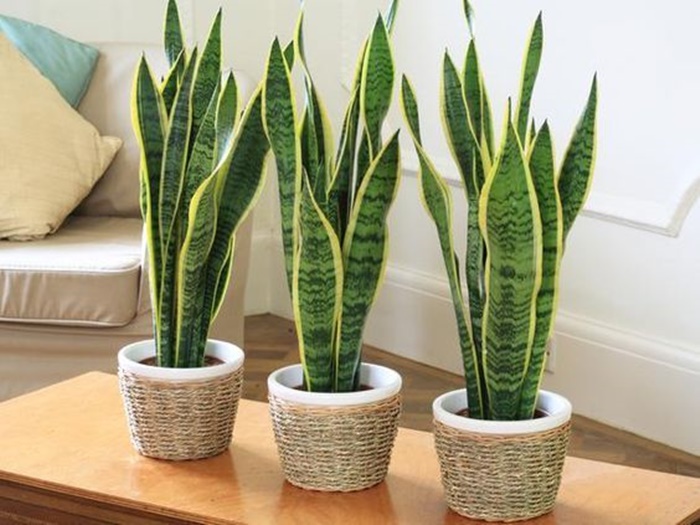 greenery condo decor (3)